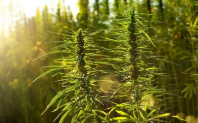 Cáñamo vs Marihuana