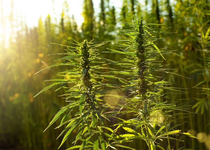 cañamo vs marihuana
